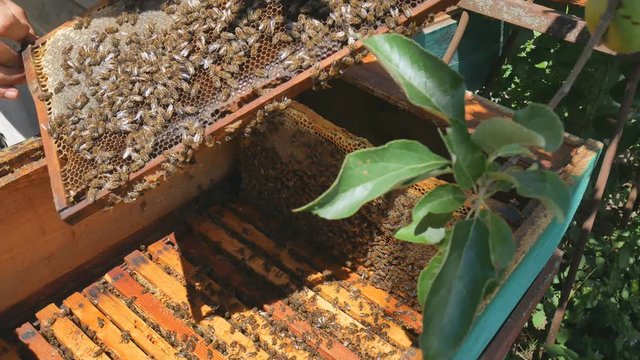 The beekeeper pulls out a frame of honey from the hive.