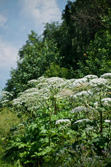 Cow parsnip or the toxic hogweed in summer sunny day. Heracleum. Cow-bream.