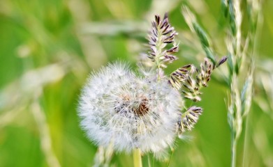 Close up of a  common dandelion blow ball
