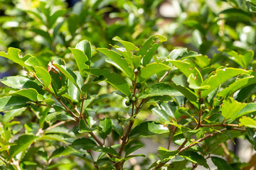 White stopper (Eugenia axillaris) shrub with green unripe fruit, damage from invasive little leaf notcher weevil - Davie, Florida, USA