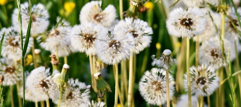 Close up of a  common dandelion blow ball
