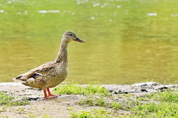 Female of wild duck, Anas platyrhynchos, standing on river bank with mud, sunny summer day, green grass, copy space
