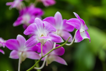 beautiful orchid flower in garden