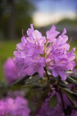 Fototapeta premium Beautiful flowers in a garden
