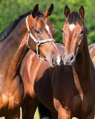 Two bay geldings