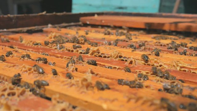 Beekeeper smokes the smoke of bees - drives away bees