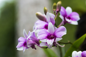 Naklejka na ściany i meble beautiful orchid flower in garden