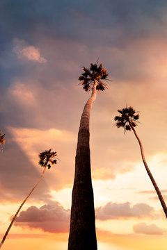 Palm Trees in the Sunset