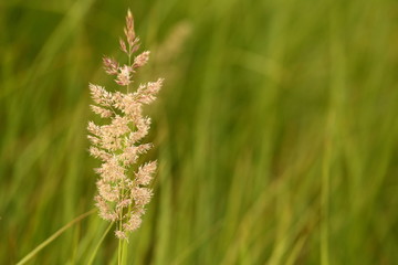 Wheat, ear plants on summer field. Russia. Country life. Nature.