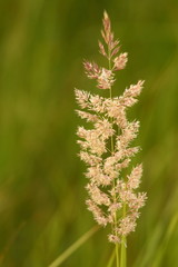 Wheat, ear plants on summer field. Russia. Country life. Nature.