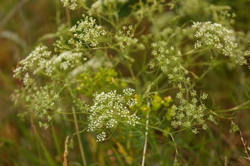 A beautiful field plant blooms white flowers in a meadow a lot. Weed.