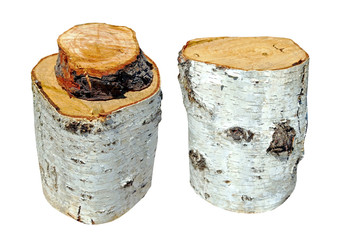 Isolated photo of birch stumps on white
