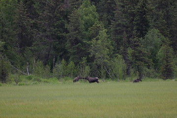 A moose meet att Moose pass Alaska