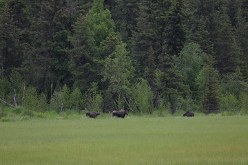 A moose meet att Moose pass Alaska