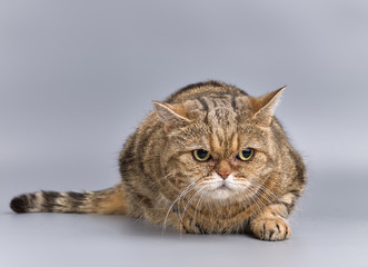 Obraz premium British