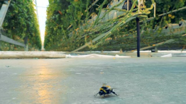 A bee in a greenhouse, close up. Little bee goes near tomato plants inside a greenhouse.