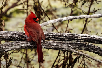Cardinal in the woods