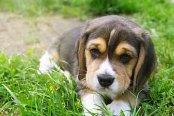 portrait of a beagle puppy lying in the grass closeup