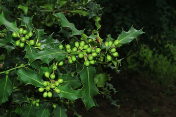 Grüne Früchte der Stechpalme, Ilex, Ilex aquifolium