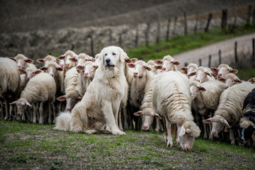 Shepherd dog guarding the sheep flock.