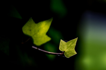 Ivy leaf on the sunset