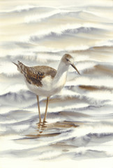 a bird walking by the sea watercolor