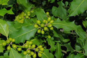 Grüne Früchte der Stechpalme, Ilex, Ilex aquifolium