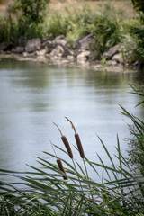 roseaux au bord de l'eau