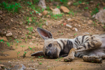 A striped Hyena at Jhalana Forest Reserve