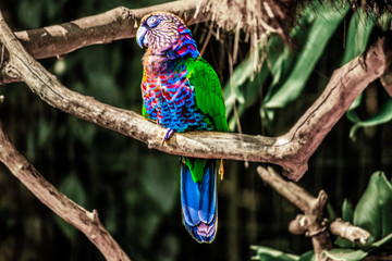 angulodafoto Parque das Aves Foz do Iguaçu Paraná