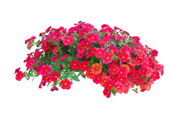 petunia flowers isolated on white background with clipping path included