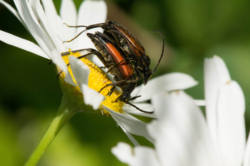 Two brown beetles sitting on a daisy flower