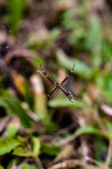 Little Spider
