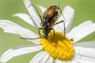 Two brown beetles sitting on a daisy flower