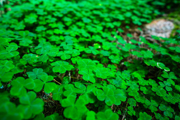 Field of clovers in a forest