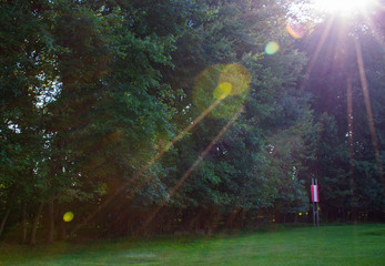 Trees with Sun flare