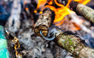 Twig on fire
