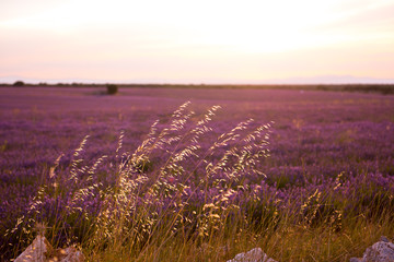Fototapeta premium lavender field at sunset
