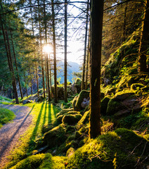 Sundown in a forest in Norway on the island of Osterøy near Kossdalsvegen and Hosanger