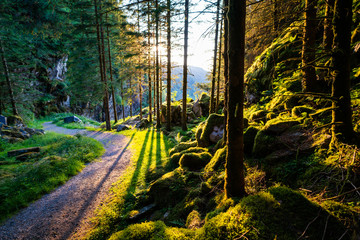 Sundown in the woods near Kossdalsvegen in Norway