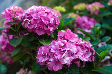 Fototapeta premium Beautiful hydrangea flowers of different varieties and hues of pink, white and blue.