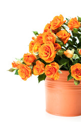 Bouquet of red roses on white.