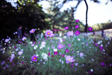 Flower garden at Showa Kinen Park, Tachikawa in Japan