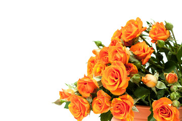 Bouquet of red roses on white.
