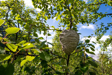 wasp nest in a tree in the woods