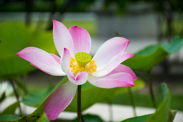 Pink White lotus blooming for long time ready to fall