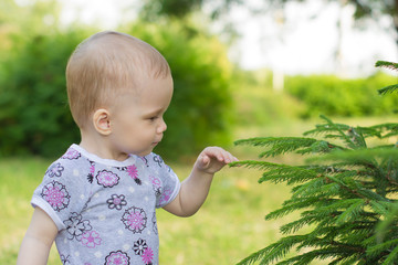 irl touches and studies a green branch of a fir