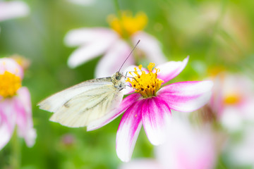 Cabbage butterfly on a flower blossom