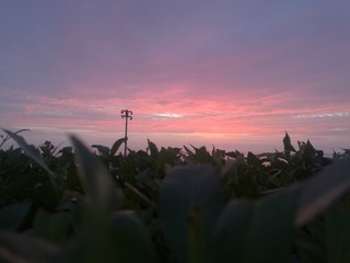 cielo rosa