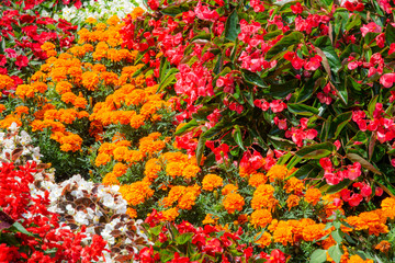 Flowerbed in the garden